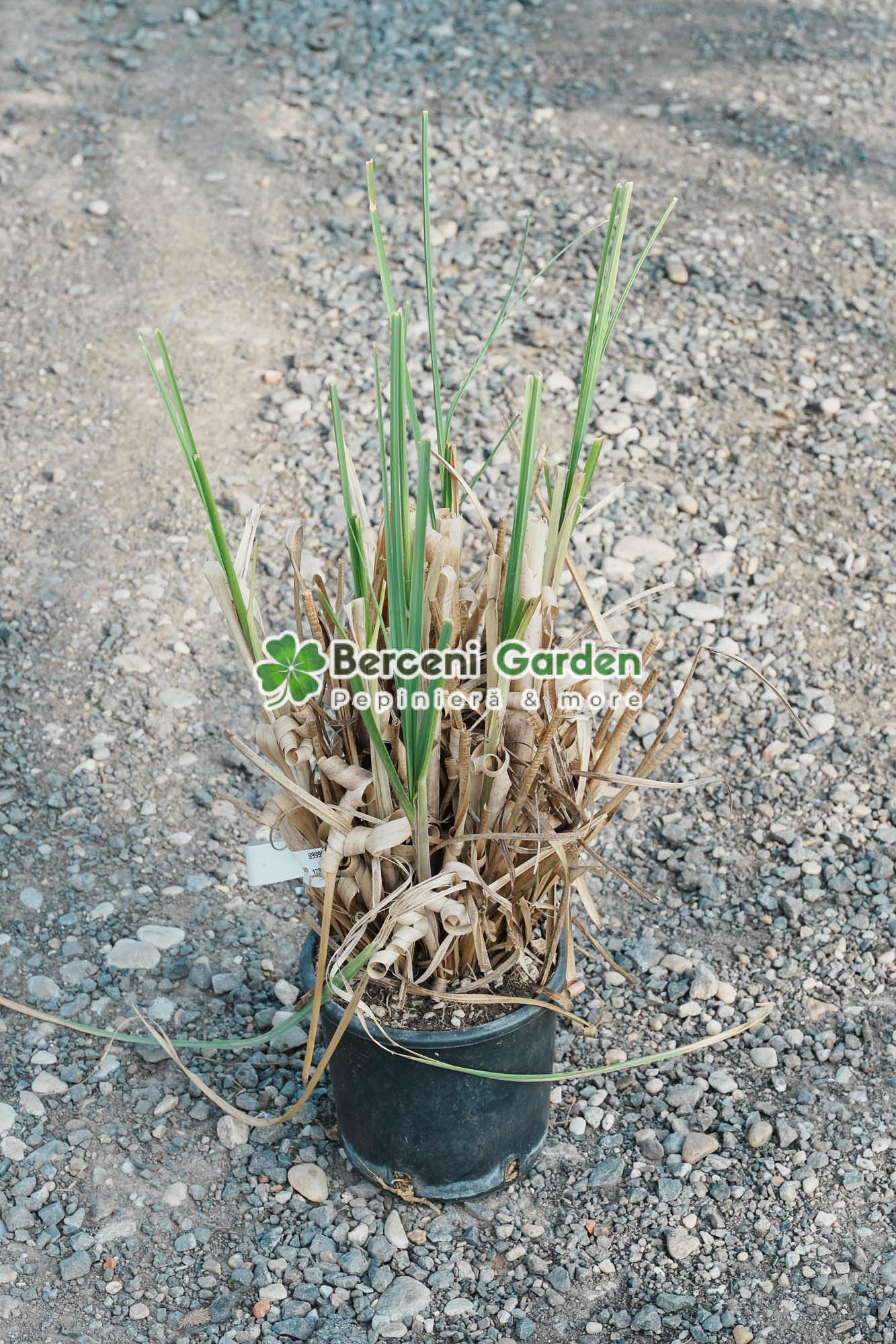 plante-vanzare-online-50.38.02.1 Cortaderia sellona Rosea ( Iarba pampas Roz ) - imagine 1