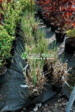 Cortaderia sellona Rosea ( Iarba pampas Roz ) - imagine 2