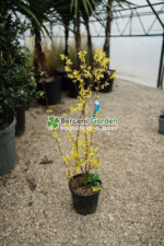 Forsythia Spp