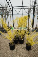 Forsythia Spp - imagine 2