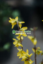 Forsythia Spp - imagine 3