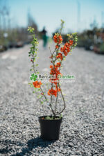 Chaenomeles Japonica ( Gutui Japonez )