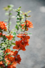 Chaenomeles Japonica ( Gutui Japonez ) - imagine 2