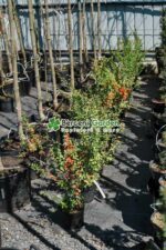 Chaenomeles Japonica ( Gutui Japonez ) - imagine 3