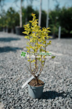 Physocarpus opulifolius Dart's Gold ( Fisocarpus galben stralucitor cu flori albe )