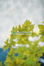 Physocarpus opulifolius Dart's Gold ( Fisocarpus galben stralucitor cu flori albe ) - imagine 2