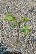 Ficus carica ( Smochin comun ) - imagine 2