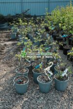 Ficus carica ( Smochin comun ) - imagine 3