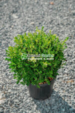Buxus Microphylla Faulkner glob ( Buxus cu frunza rotunda Faulkner )