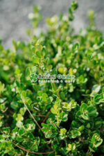 Buxus Microphylla Faulkner glob ( Buxus cu frunza rotunda Faulkner ) - imagine 2