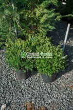 Buxus Microphylla Faulkner glob ( Buxus cu frunza rotunda Faulkner ) - imagine 3