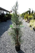 Cupressocyparis Leylandii Blue Jeans ( Chiparos Leylandii Blue Jeans )