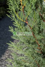 Cupressocyparis Leylandii Blue Jeans ( Chiparos Leylandii Blue Jeans ) - imagine 2