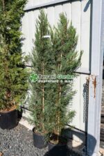 Cupressocyparis Leylandii Blue Jeans ( Chiparos Leylandii Blue Jeans ) - imagine 3