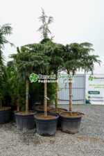 Cedrus deodara Feelin Blue PA ( Cedru himalayan albastru-verzui PA )