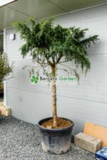 Cedrus deodara Feelin Blue PA ( Cedru himalayan albastru-verzui PA ) - imagine 2