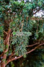 Cedrus deodara Feelin Blue PA ( Cedru himalayan albastru-verzui PA ) - imagine 3