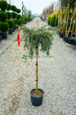 Cedrus deodara Feelin Blue PA ( Cedru himalayan albastru-verzui PA )