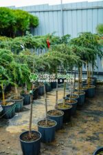 Cedrus deodara Feelin Blue PA ( Cedru himalayan albastru-verzui PA ) - imagine 2