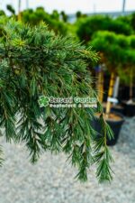 Cedrus deodara Feelin Blue PA ( Cedru himalayan albastru-verzui PA ) - imagine 3