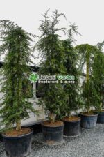 Cedrus deodara Pendula ( Cedru himalayan pendular )
