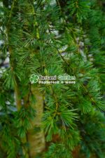 Cedrus deodara Pendula ( Cedru himalayan pendular ) - imagine 2