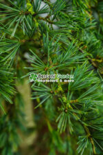 Cedrus deodara Pendula ( Cedru himalayan pendular ) - imagine 3