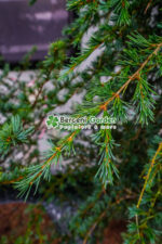 Cedrus deodara Pendula ( Cedru himalayan pendular ) - imagine 4