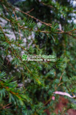 Cedrus deodara Pendula ( Cedru himalayan pendular ) - imagine 5