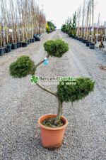 Juniperus Media Pfitzeriana Aurea bonsai ( Ienupar semitarator auriu )