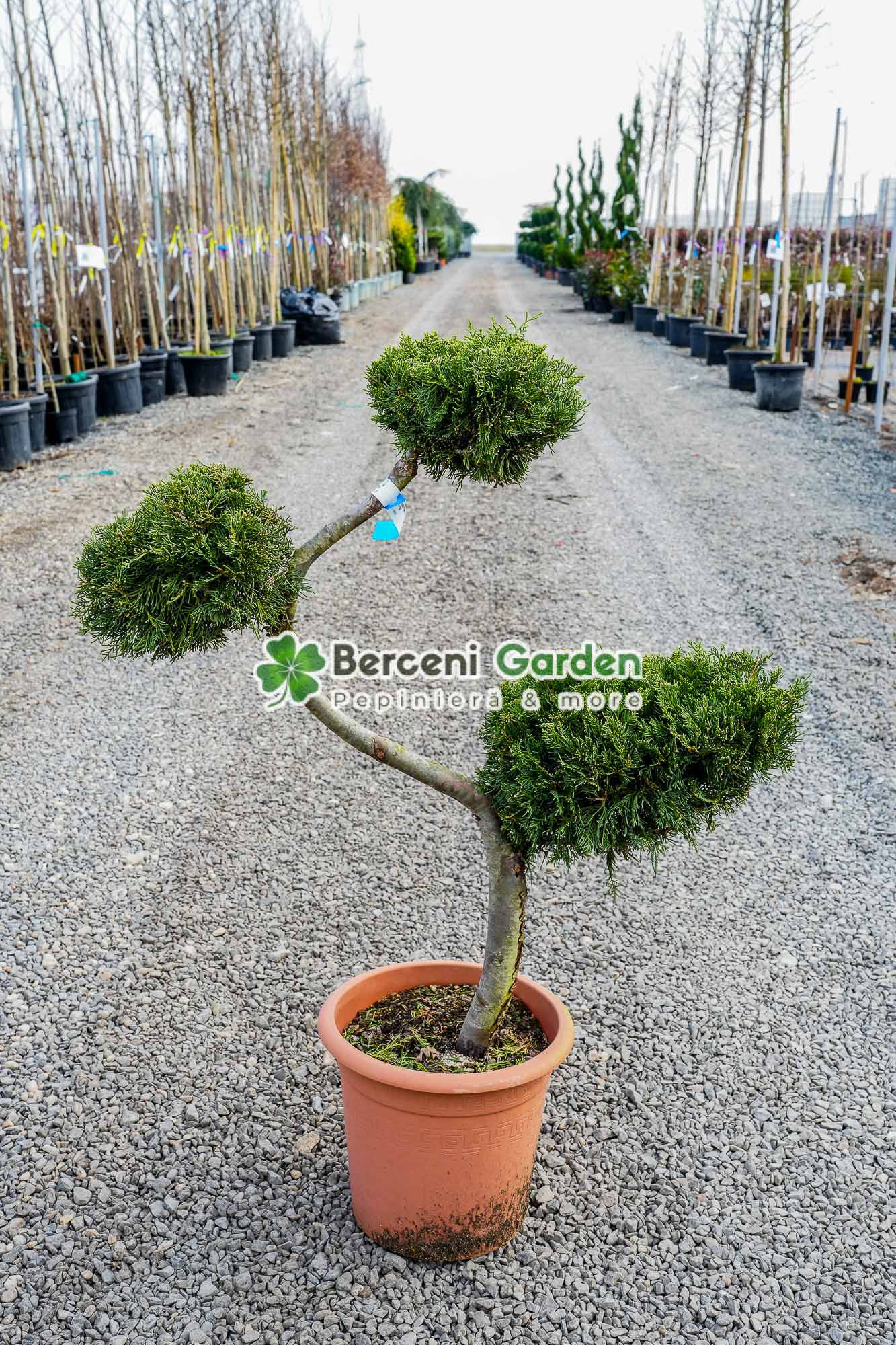 vanzare-plante-online-10.25.01.1 Juniperus Media Pfitzeriana Aurea bonsai ( Ienupar semitarator auriu ) - imagine 1