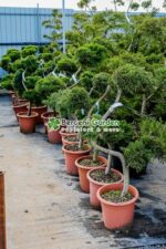 Juniperus Media Pfitzeriana Aurea bonsai ( Ienupar semitarator auriu ) - imagine 2