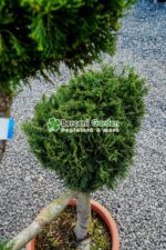 Juniperus Media Pfitzeriana Aurea bonsai ( Ienupar semitarator auriu ) - imagine 3