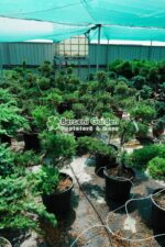 Juniperus Media Pfitzeriana Aurea bonsai ( Ienupar semitarator auriu ) - imagine 2