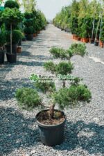 Juniperus Media Pfitzeriana Aurea bonsai ( Ienupar semitarator auriu )