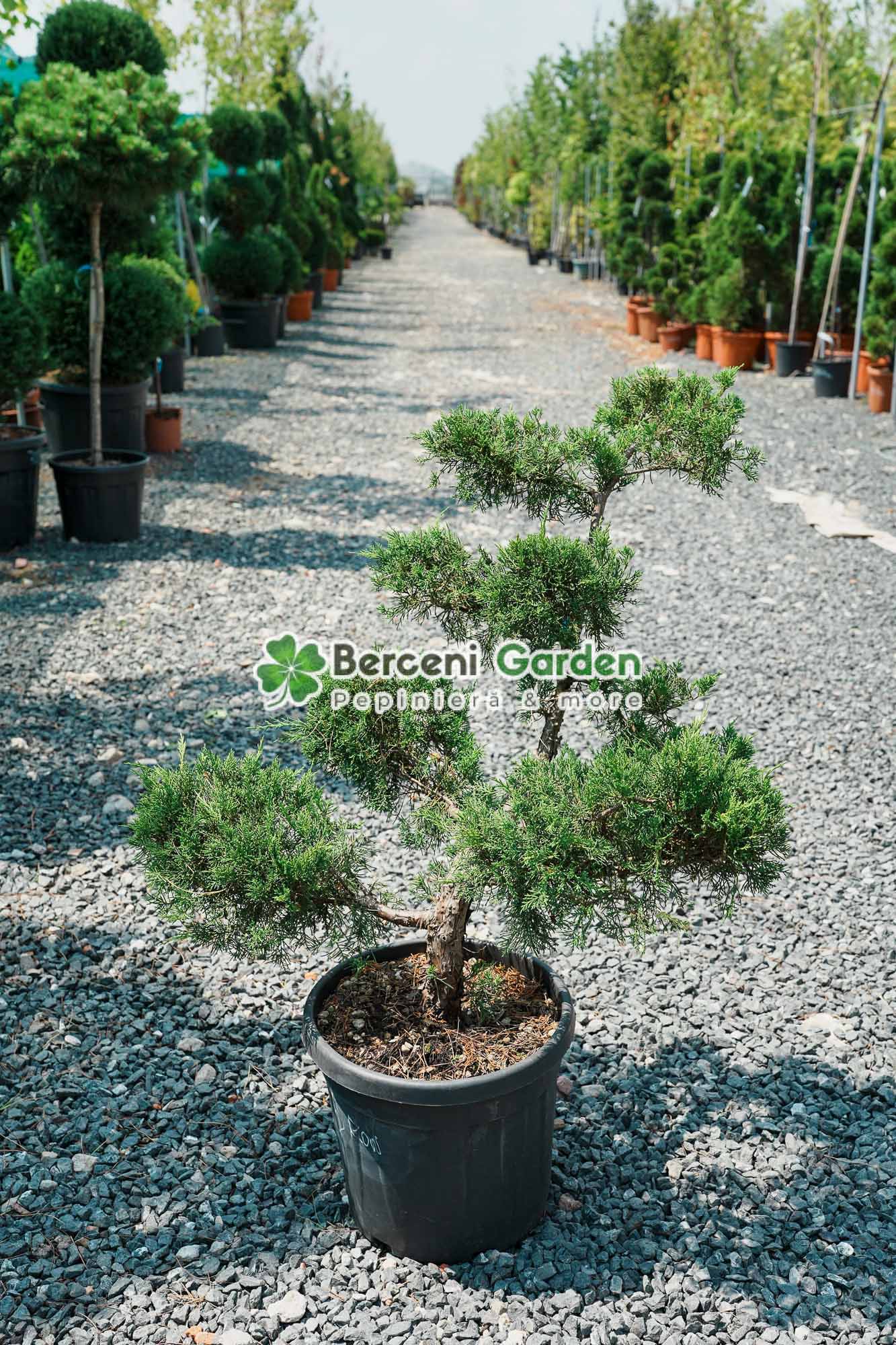 vanzare-plante-online-10.25.02.1 Juniperus Media Pfitzeriana Aurea bonsai ( Ienupar semitarator auriu ) - imagine 1