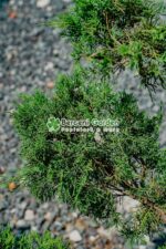 Juniperus Media Pfitzeriana Aurea bonsai ( Ienupar semitarator auriu ) - imagine 4
