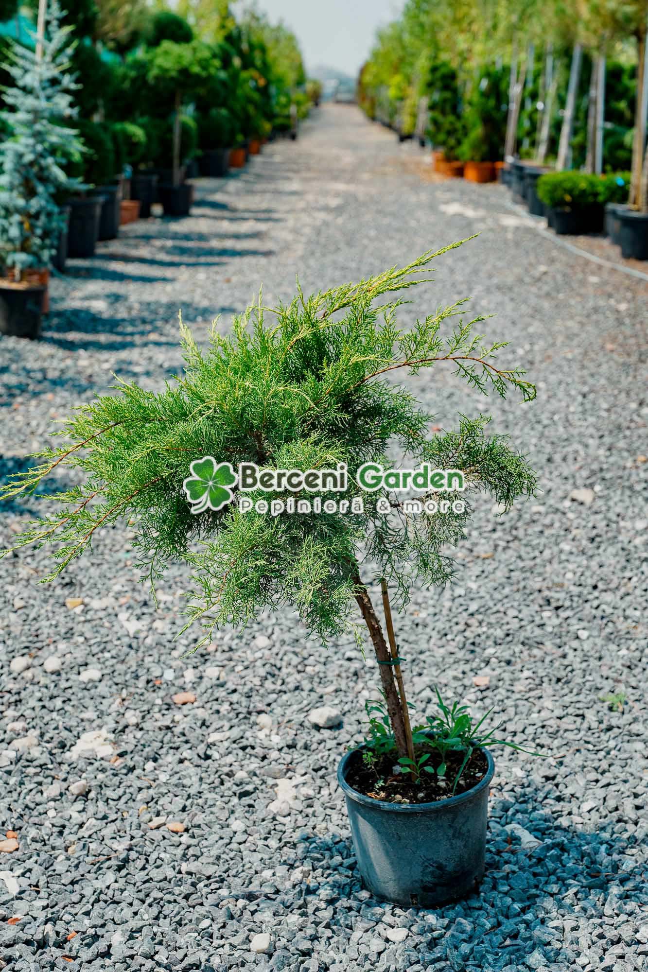 vanzare-plante-online-10.25.03.1 Juniperus Media Pfitzeriana Aurea PA mini ( Ienupar semitarator auriu ) - imagine 1