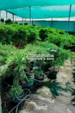 Juniperus Media Pfitzeriana Aurea PA mini ( Ienupar semitarator auriu ) - imagine 2