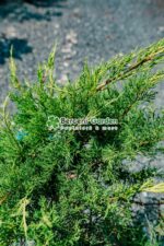 Juniperus Media Pfitzeriana Aurea PA mini ( Ienupar semitarator auriu ) - imagine 3