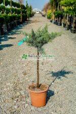Juniperus Virginiana Grey Owl PA mini ( Ienupar Bufnita Cenusie )