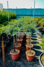 Juniperus Virginiana Grey Owl PA mini ( Ienupar Bufnita Cenusie ) - imagine 2