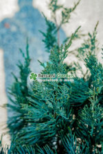Juniperus Virginiana Grey Owl PA mini ( Ienupar Bufnita Cenusie ) - imagine 3