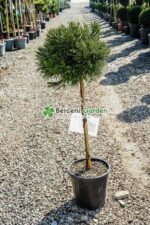 Cryptomeria Japonica Little Champion PA ( Cryptomeria japoneza Micul Campion )