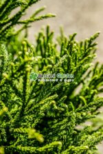 Cryptomeria Japonica Little Champion PA ( Cryptomeria japoneza Micul Campion ) - imagine 2