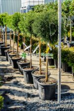 Cryptomeria Japonica Little Champion PA ( Cryptomeria japoneza Micul Campion ) - imagine 3