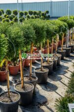 Cryptomeria Japonica Little Champion PA ( Cryptomeria japoneza Micul Campion ) - imagine 4