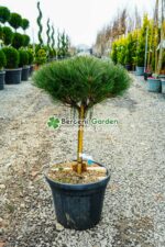 Pinus nigra Marie Bregeon PA ( Pin negru Marie Bregeon )