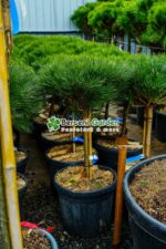 Pinus nigra Marie Bregeon PA ( Pin negru Marie Bregeon ) - imagine 2