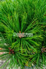 Pinus nigra Marie Bregeon PA ( Pin negru Marie Bregeon ) - imagine 3